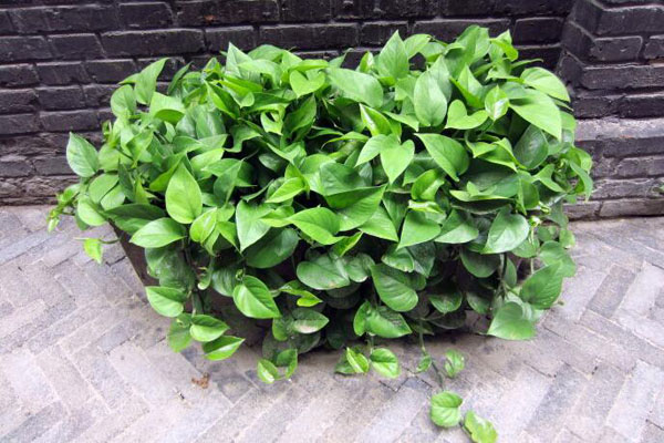 去甲醛又帮助睡眠的植物,甲醛怎么消除不伤害植物