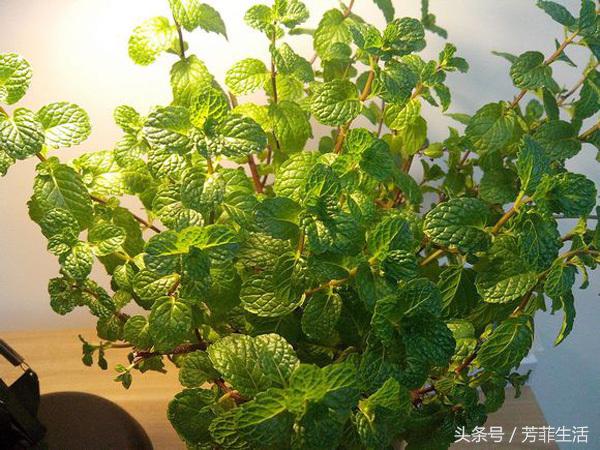 水培薄荷的营养液的做法,薄荷种子可以水培养殖吗