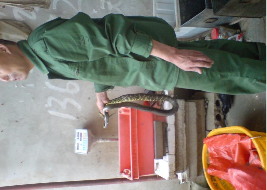 教你抓泥鳅黄鳝,手抓黄鳝技巧教学