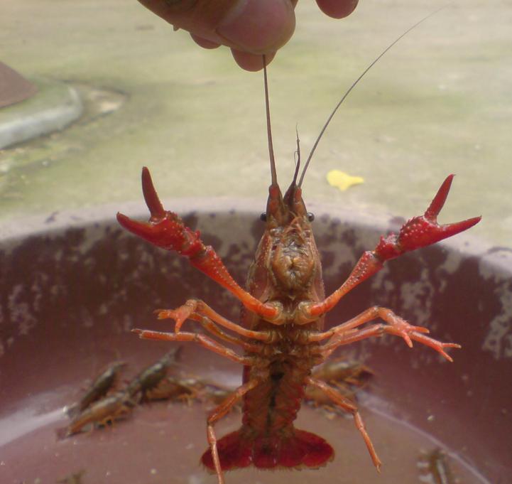 教你抓泥鳅黄鳝,手抓黄鳝技巧教学