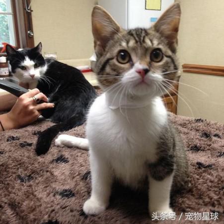 小猫后腿先天残疾拖着走,后腿残疾小猫