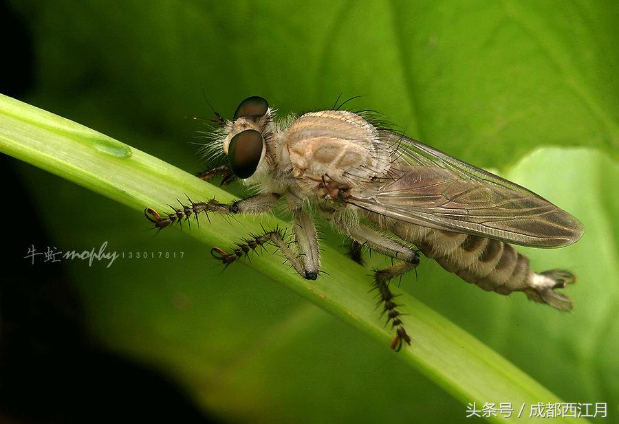 在栽秧的季节里,要是遇上它们可就倒了血霉了!