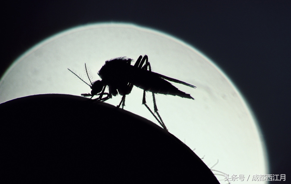 在栽秧的季节里,要是遇上它们可就倒了血霉了!