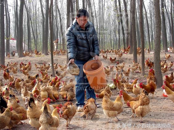 农村的十种最赚钱的小生意,农村致富的10个门路