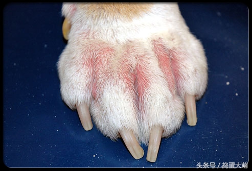 狗狗消化系统疾病怎么治疗,犬消化系统问题