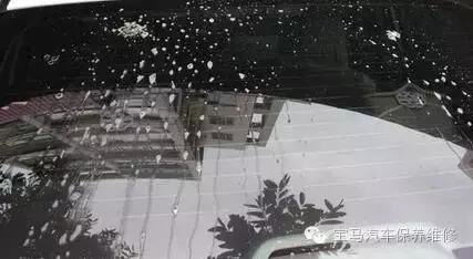 车上鸟粪树胶怎么清洗,车上树胶鸟屎你们怎么处理的