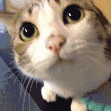 猫咪适合吃什么猫粮,猫粮品种推荐图片