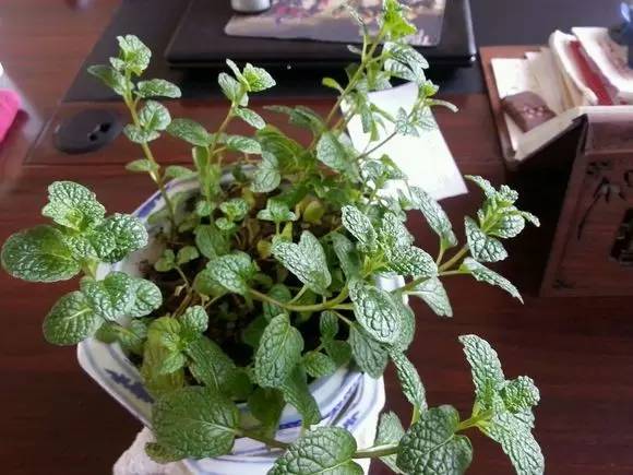 家里养的薄荷怎么吃,养的薄荷能做什么