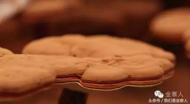 关于灵芝孢子粉新闻视频,央视报道灵芝孢子粉的功效