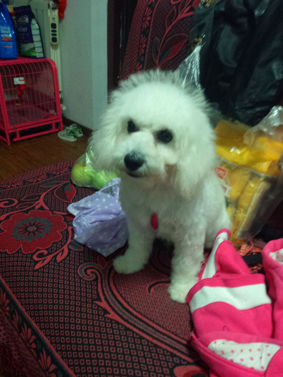 买了个比熊,买了一只比熊结果是个串串