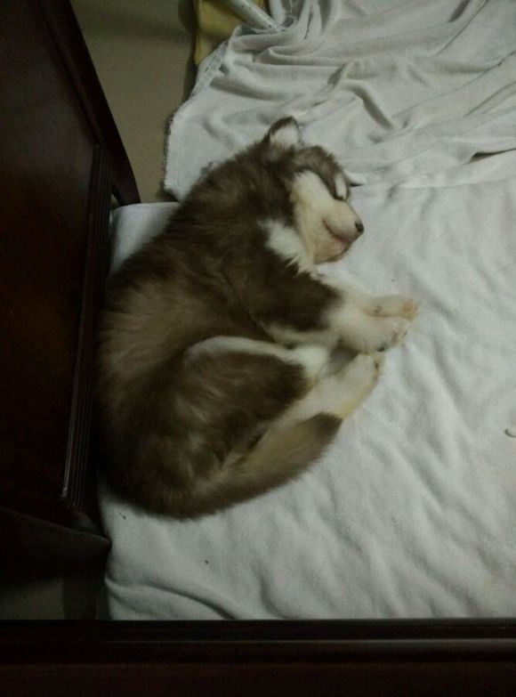 阿拉斯加8个月容易得细小么,阿拉斯加5个月得细小怎么办