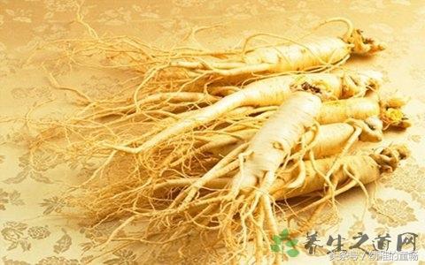 关于人参的简介资料,人参术语大全及讲解