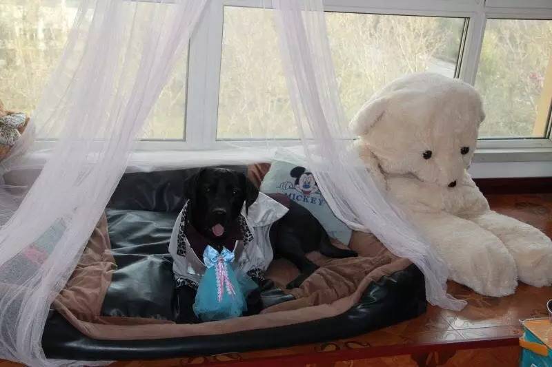 56个中美铲屎官每月花费,对,我就是这么变穷的