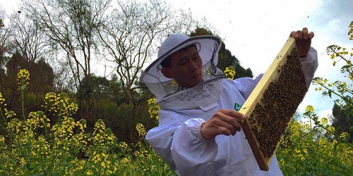 买蜂蜜买什么牌子的好,如何选择市场上的蜂蜜