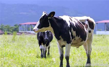 奶牛真胃移位怎么回事,奶牛真胃移位发病原理
