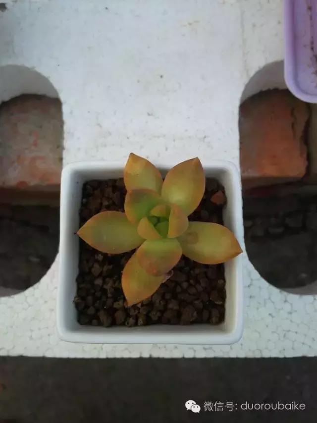 多肉在不经意间治愈你,多肉独立而坚强