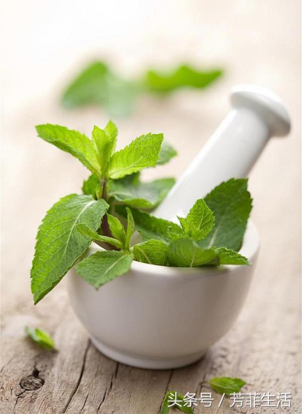 水培薄荷的营养液的做法,薄荷种子可以水培养殖吗