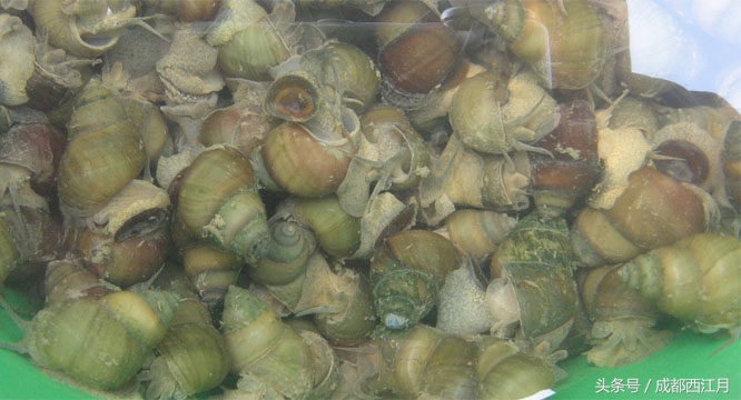 在栽秧的季节里,要是遇上它们可就倒了血霉了!