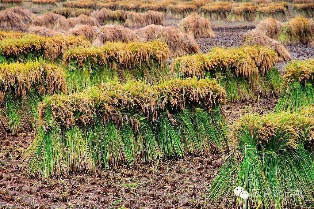 中晚稻托市收购价格表,最新晚稻收购价格