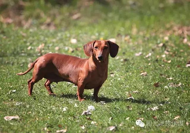 养全部宠物狗,适合在家养的狗狗还不掉毛