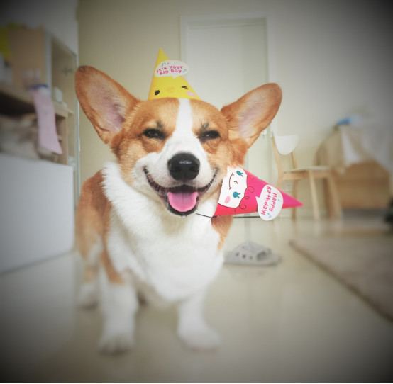 小柯基小时候的样子和长大的样子,还没长大的小柯基