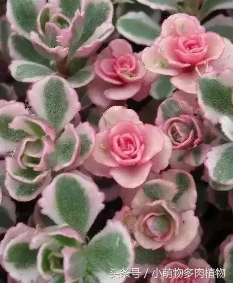 多肉出锦跟土有关吗,多肉出锦素好用吗