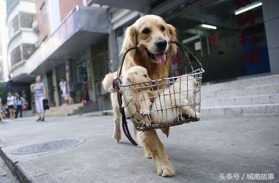 金毛贝贝卖狗,金毛犬贝贝现状