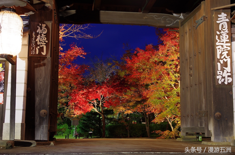 日本赏樱的最佳时间,日本赏枫最佳方法