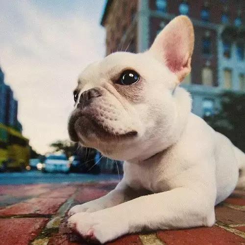 养斗牛犬应该注意什么,斗牛犬怎么养才好