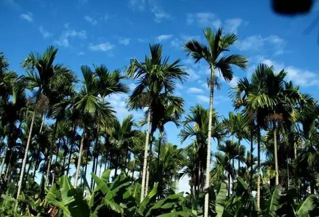 台湾初鹿牧场,台湾初鹿牧场在哪里