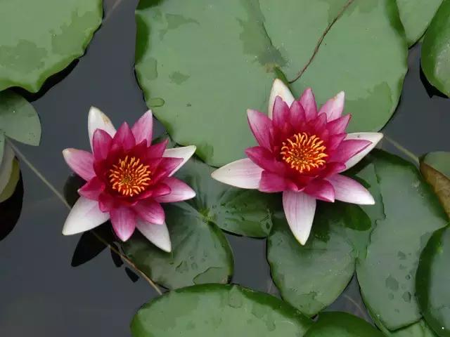 金点子助你成功,100个赚钱金点子