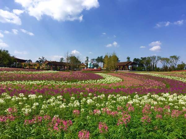 深秋来红叶谷图片,秋日遇见最美紫色花海