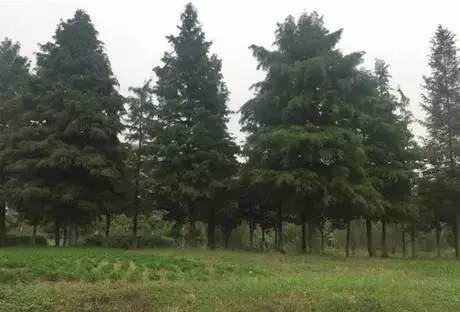 仙林湖还有发展空间吗,仙林湖扩建