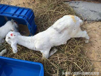 养殖的羊拉稀带黏液,养羊拉稀最快解决方法