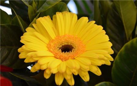 河州牡丹—非洲菊烂根怎么办?