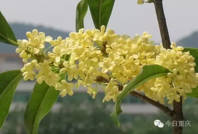 重庆周末耍事推荐,重庆主城耍事推荐