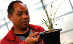 我省举行首届国兰叶艺博览会这钵“熊猫兰”有人出500万