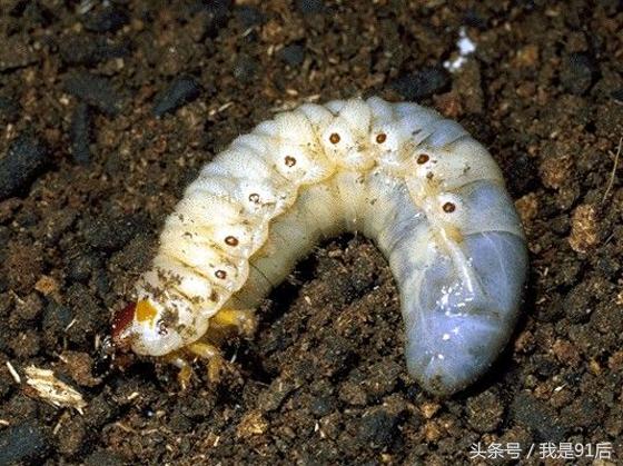 越南恶心的虫子大餐,广东人常吃的虫子