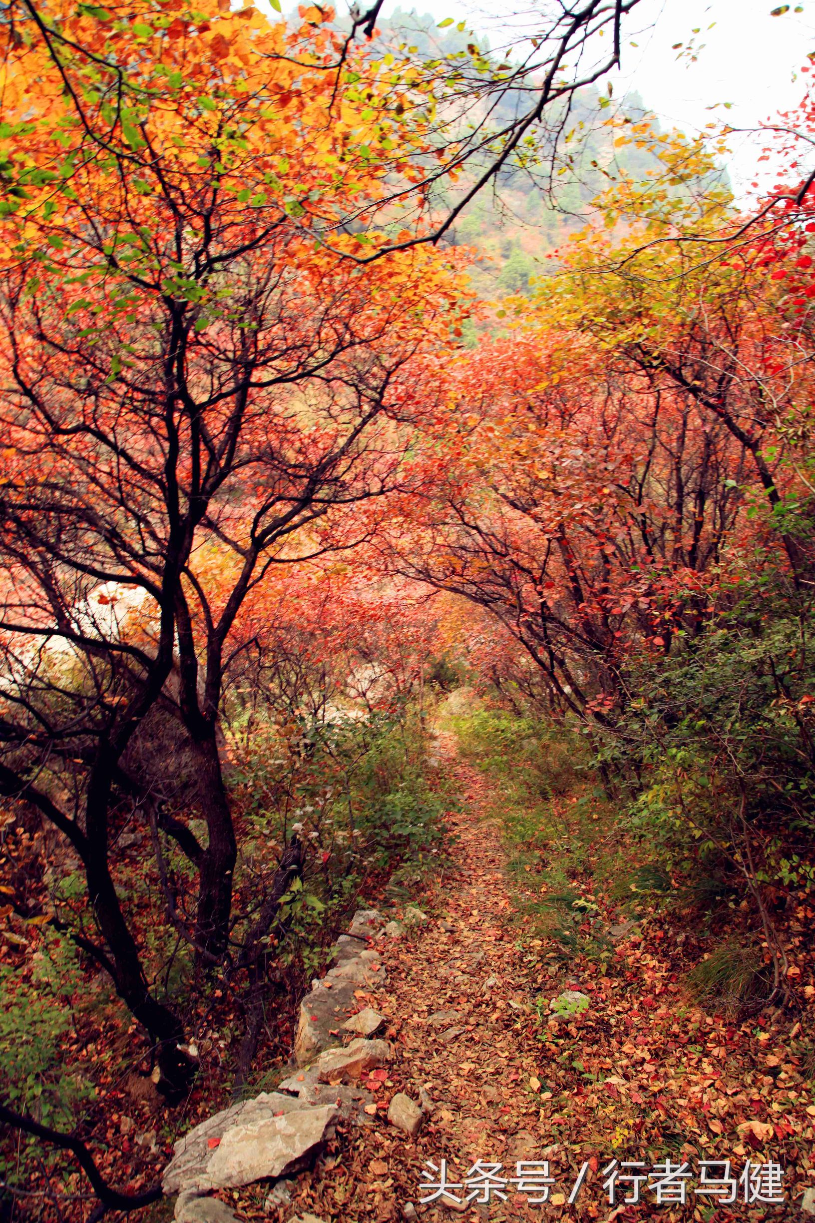 错过了邢台云梦山，太行山最大的红叶区，就相当于错过了整个秋天