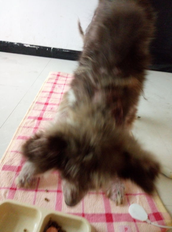 收养了一只皮肤病很严重的阿拉