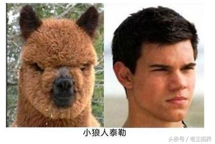 盘点明星养的动物,盘点最火的动物明星