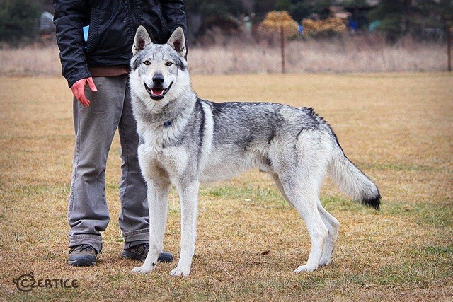 最像狼的狗捷克狼犬,什么狼和捷克狼犬像