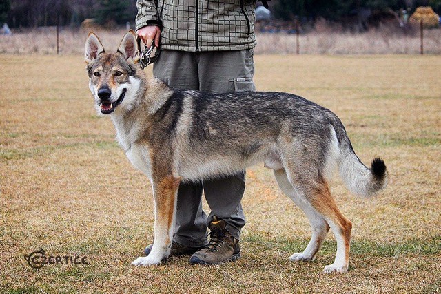 最像狼的狗捷克狼犬,什么狼和捷克狼犬像