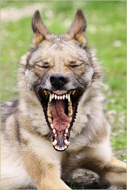 最像狼的狗捷克狼犬,什么狼和捷克狼犬像