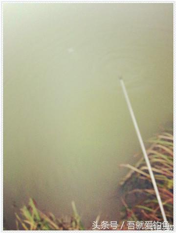 大将师来干家塘有鲤有鲫好鱼情