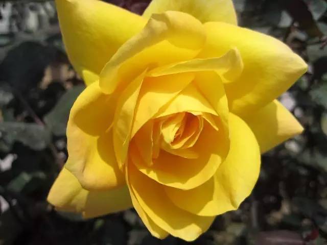 各种白玫瑰花的花语是什么,玫瑰花的不同花语