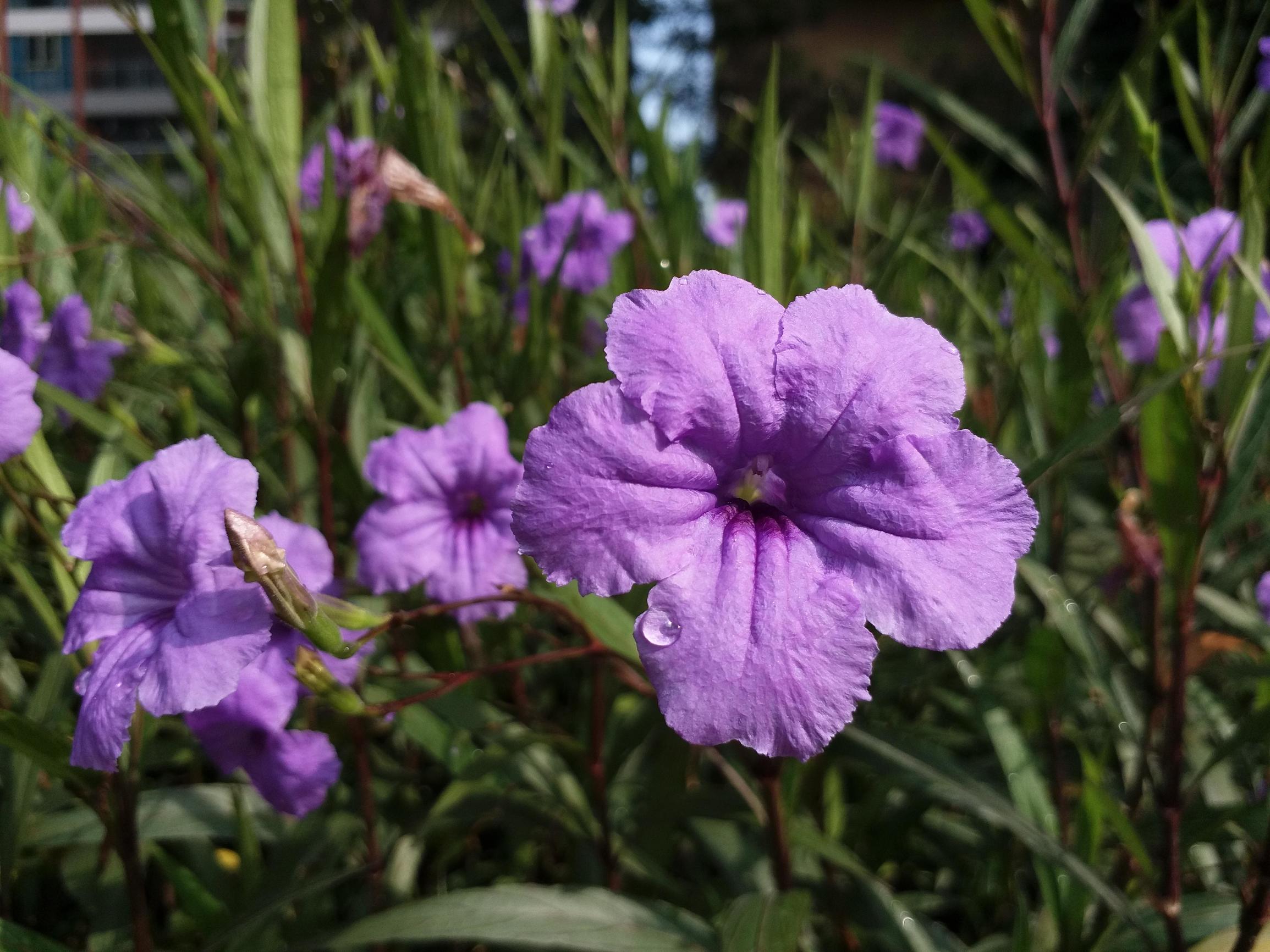 三星旗舰手机galaxys系列回顾,三星galaxys颜值