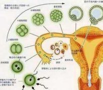 黄体支持:吹响“试管婴儿”的成功号角