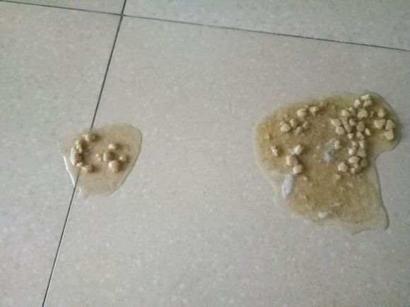 哈士奇幼犬一直呕吐是什么原因,幼犬哈士奇只吃狗粮怎么办