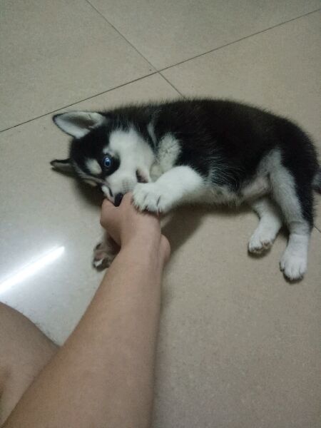 哈士奇幼犬一直呕吐是什么原因,幼犬哈士奇只吃狗粮怎么办